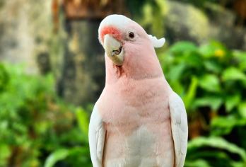 【迪拜一日游】绿色星球+迪拜水族馆&水下动物园 亲子沉浸探索【双馆沉浸奇观：打卡室内雨林绿色星球 + 超大水族馆，动植物近距离互动，亲子家庭趣味满分】
