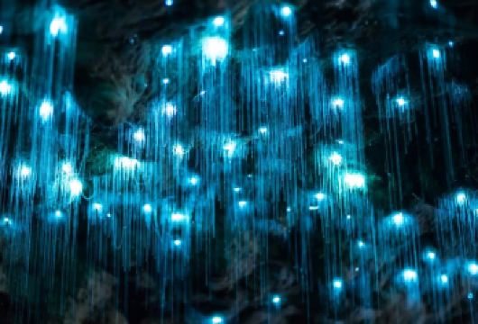 黄金海岸春溪国家公园蓝光萤火虫夜游【免小费丨中文小团可选】【优质中文司机兼讲解，可选团型】