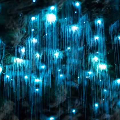 黄金海岸春溪国家公园蓝光萤火虫夜游【免小费丨接急单丨中文团】