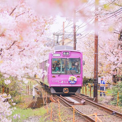 日本鸭川+京都府立植物园+半木之道+岚电樱花隧道一日游