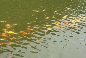 洛阳龙潭大峡谷一日游【中/高生免门票】景区直通车 半自由行【纯玩无购物，景区自由行】