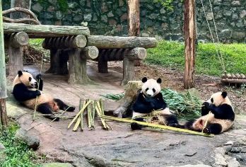 卧龙中华大熊猫神树坪基地+映秀地震遗址+都江堰一日活动【可选英文导游|专车接送|行程可调|可定制行程】