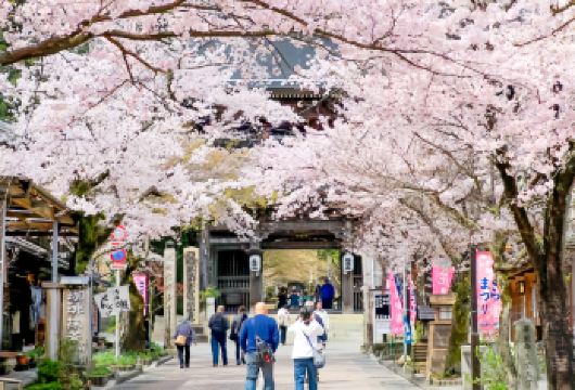 名古屋春日樱花大赏一日游：谷汲山华严寺+养老公园+清洲城【一日串联岐阜与爱知，体验古寺祈愿、公园漫游与名城探访的多样赏樱乐趣。】