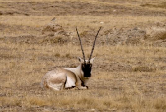 可可西里国家级自然保护区索南达杰保护站+氧气瓶【纯玩无购物，包车游更自由】