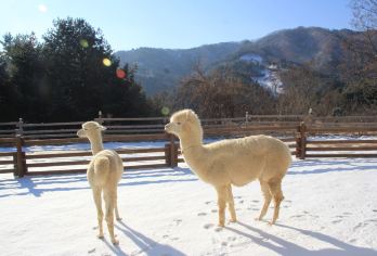 韩国羊驼牧场+南怡岛+铁道自行车+树木园夜灯游 (首尔出发)【羊驼世界｜可近距离观看、触摸及喂食羊驼、白鹿与小马，并体验动物游行与骑马互动，趣味十足】