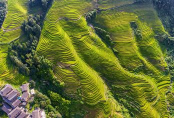 从桂林出发：龙脊梯田+金坑大寨+黄洛红瑶寨 一日游C【金坑梯田气势磅礴，壮丽景观震撼人心：站在高处俯瞰金坑梯田，层层叠叠的梯田如链似带，气势恢宏。】