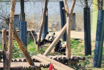 西安秦岭四宝科学公园熊猫七仔半日游（英文/中文导游）【这里可以看到多只大熊猫，还能看到全世界有且只有圈养的一只棕色大熊猫七仔】