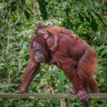 森蒙哥野生动物中心半日游（古晋出发）- 上午或下午可选