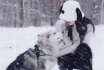 长白山二傻巡山记·毛孩度假【徒步雪林秘境|萌犬撒欢陪游】【与雪橇犬结伴，漫步于冬日农场雪原，体验一段人与萌宠协作、温暖而治愈的漫步时光。】