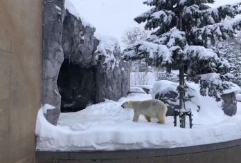 日本札幌往返旭山动物园富良野/可小樽登别北海道多日包车-精选【包车一日游，解锁旅行新方式！独立车辆配备经验丰富的老司机，为您量身打造专属行程。】