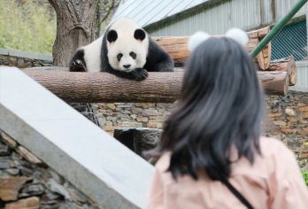 卧龙神树坪+都江堰一日游【2-8人纯玩小团都江堰全程下坡路】【[不在市区扎堆排队，去真正熊猫故乡]真正适合熊猫生活的乐土，大部分熊猫都挂在树上不会因为天气热睡觉】