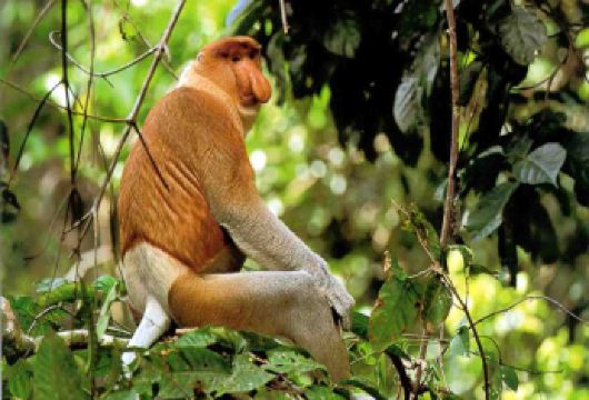 宾苏鲁 红树林和萤火虫河游船 | 沙巴 亚庇【乘船游览宁静而鲜为人知的宾苏鲁克河，河畔环绕着茂密原始的红树林生态系统，是自然爱好者的理想之选。欣赏夕阳倒映在河面上，在红树林上洒下金色光芒的静谧之美。在特定的夜晚，尤其是在夜空晴朗的时候，还能看到成群的萤火虫在树梢间翩翩起舞，散发着迷人的光芒。】
