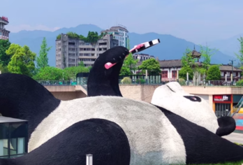 熊猫基地+都江堰一日游【2-8人私家团+含都江堰包团讲解】【[专业服务团队]专注四川历史景点+真纯玩+无购物+0套路+0推销】