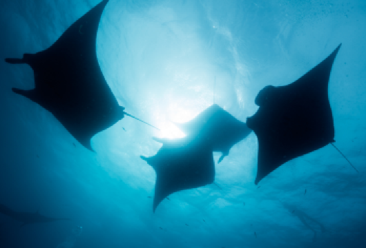 吉利特拉旺安岛、吉利美诺岛和吉利空气私人浮潜一日游（龙目岛出发）【参观 Lendang Bajur 市场并穿越郁郁葱葱的 Pusuk Pass，这里拥有令人惊叹的全景和嬉戏的野生猴子。 在著名的吉利群岛浮潜和游泳，在清澈的海水中探索色彩斑斓的珊瑚礁和种类丰富的热带鱼。 捕捉马林布山的壮丽景色，这是完美的拍照地点，为您难忘的龙目岛冒险画上圆满的句号。】