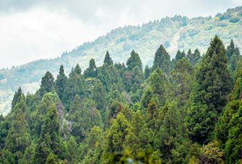 【包车游酒店接送】高雄+阿里山国家森林景区+姊妹潭【中文司机+酒店接送+贴心管家[畅游80+国家，800+城市]】