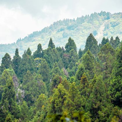 【包车游酒店接送】高雄+阿里山国家森林景区+姊妹潭