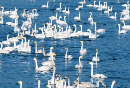 威海火炬八街+布鲁维斯号一日游【精华景点/纯玩拍照打卡漫步】【送海鸥食天鹅食+沉船拍摄道具使用】