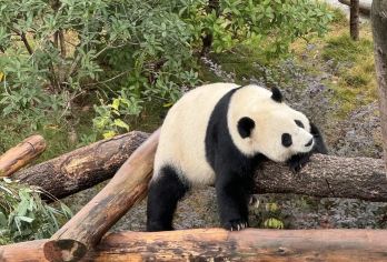 成都大熊猫繁育研究基地英文半日游（2小时精华路线讲解）【2小时精华路线 | 英文导游讲解 | 20人尊享小团 | 门票全含无忧】