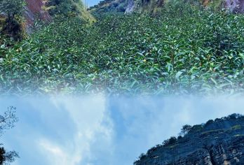 禅茶一味◆走名山场牛栏坑&天心寺吃斋饭◆户外泡茶◆【三坑两涧之牛栏坑◆品牛栏坑青菜◆户外泡茶◆】