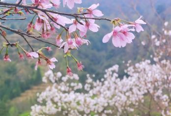 韶关新丰樱花峪含门票+秀田古树油菜花海一日游|包车游上门接送【私家旅行：一单一团，不拼客，享专属旅行；品质服务：车上门接送，专职司机护航】