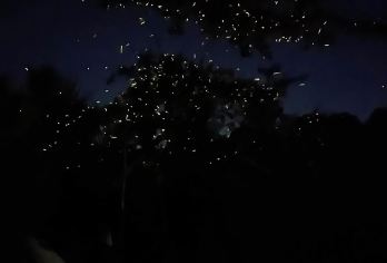 薄荷岛及周边地区萤火虫观赏 + 薄荷岛乡村之旅【探索薄荷岛乡村的著名景点，包括历史悠久的巴克拉永教堂和令人叹为观止的巧克力山。 体验郁郁葱葱的比拉尔人造森林，并在风景秀丽的罗博河上乘坐水上餐厅游船享用丰盛的自助午餐。 在眼镜猴保护区近距离接触眼镜猴，了解这些独特的生物。最后，体验神奇的萤火虫观赏之旅，为一天画上完美的句号。】