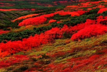 日本富良野青池+美瑛圣诞树【中文司机/可订多日】【免费量身定制行程，多日行程包车巨惠！详情可咨询客服人员！】