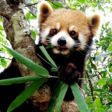 普洱太阳河森林公园+大开河梅子咖啡庄园+那柯里茶马驿站一日游