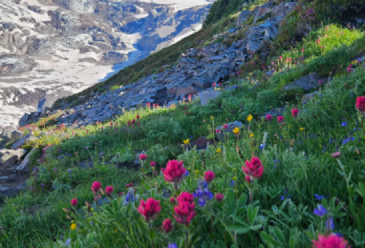 美国西雅图 | 雷尼尔山国家公园中文专车一日游 · 经典打卡【探访克里斯汀瀑布，感受灵动水韵与磅礴诗意交织的自然画卷，深度感受雷尼尔山自然魅力。】