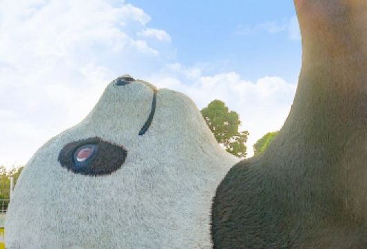 成都出发都江堰熊猫谷＋仰天窝广场+都江堰+蓝眼泪包车一日游【都江堰畔，国宝秘境栖居；千年古堰，润泽天府】