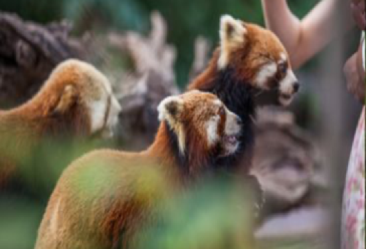 【2-8人拼小团】普洱太阳河森林公园+那柯里+咖啡庄园一日游【[品质轻松游]2-8人纯玩拼小团！市区上门接送！当天可接机场高铁站！】