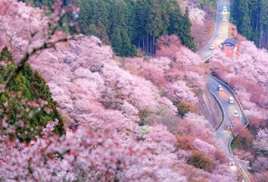 【樱花季限定】吉野山千本樱、南法华寺与奈良公园赏樱一日游【经典赏樱路线：一次游览吉野山、壶坂寺及奈良公园三大赏樱名所，感受多样的春日胜景。】