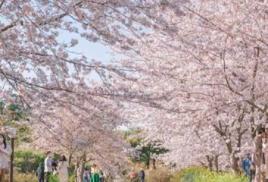 韩国 济州岛 赏樱花之旅 一日游【亲近大自然】