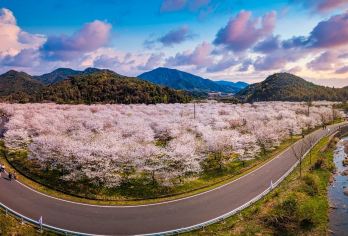 绍兴覆卮山油菜花+张村樱花谷包车游【绍兴出发，春日赏花】【[精品纯玩]说走就走，真正无购物无隐形消费，包含用车（可加订导游，可定制行程）让您的旅途更精彩！】
