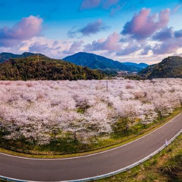 绍兴覆卮山油菜花+张村樱花谷包车游【绍兴出发，春日赏花】