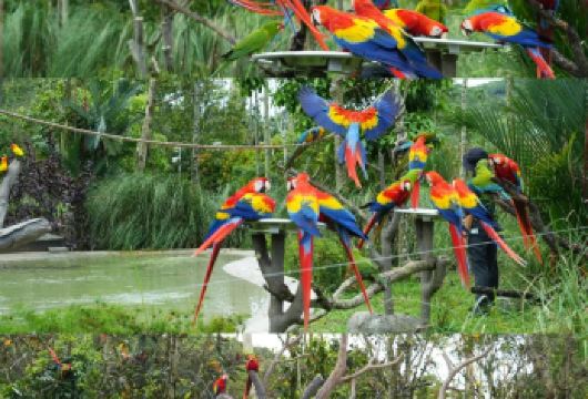 市区点对点接送&新加坡动物园/环球影城/圣淘沙岛/河川生态园【灵活用车&上门接】