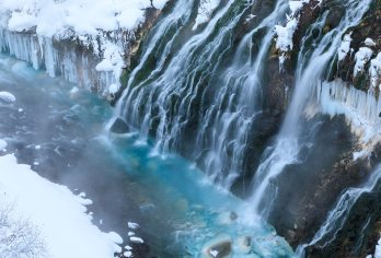 日本北海道旭山动物园＆美瑛青池＆白须瀑布一日游【观赏憨态可掬的企鹅雪中巡游，近距离拍摄它们摇摆前行的珍贵画面，仅冬季限定呈现。】