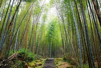 台湾观光巴士{观光局主导}～溪头+妖怪村{拼车.2人成行}【可以附加 英.日.韩.泰.越南.菲律宾.印尼.马来.等多种语言.订购栏目中订购英文.备注栏中告知即可】