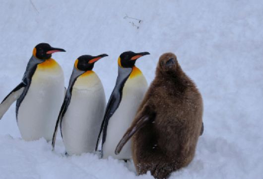 北海道旭山动物园（含门票），美瑛，四季彩之丘玩雪一日游【日本最北端的网红旭山动物园，邂逅北海道的萌动精灵】