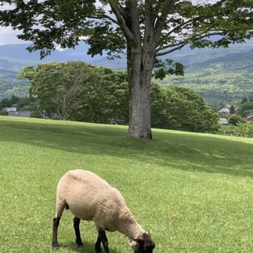 日本鹿儿岛A线拼团一日游【雾岛线】