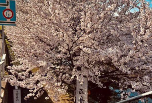 日本大阪+京都+ 伏见稻荷大社一日游/行程可调-可定制多日【灌篮高手取景地-不拼团-中文专车-行程可调/自由-可定制多日游】