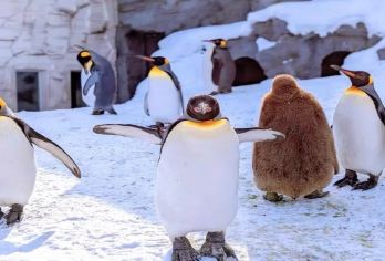 9人小团/巴士团北海道旭川动物园青池白须瀑布精灵露台一日游【[可选9人小团]出行，缩减大部分等待时间，行程顺心玩的更多】