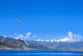 圣湖羊卓雍措+卡若拉冰川一日游|羊湖半日游【[产品选择]散拼大团性价比高，精品小团优质服务】