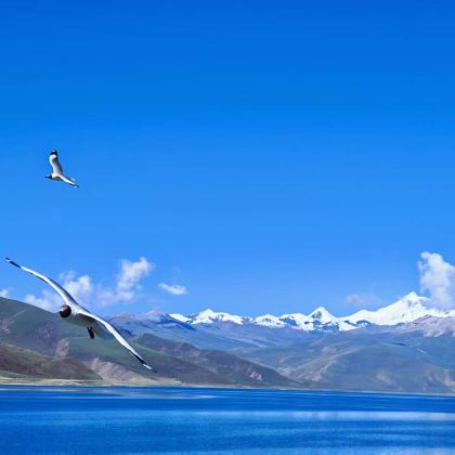 圣湖羊卓雍措+卡若拉冰川一日游|羊湖半日游|赠藏域星球