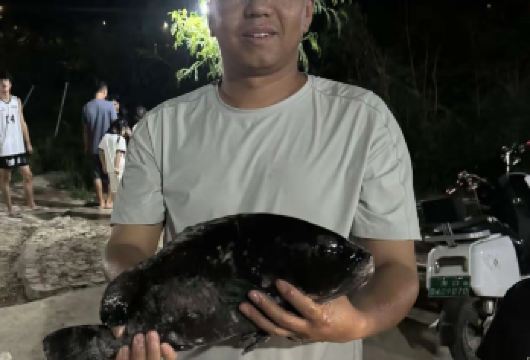 三亚领队潜海帮抓 无需自己动手 保证有收货 新鲜野生海货【三亚潜海帮抓 保证有收货】