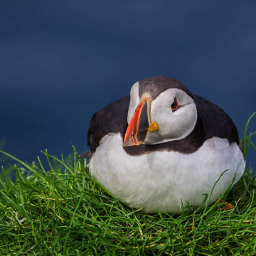 丹麦法罗群岛托尔斯港往返米基内斯岛鸟岛跟团一日游海鹦