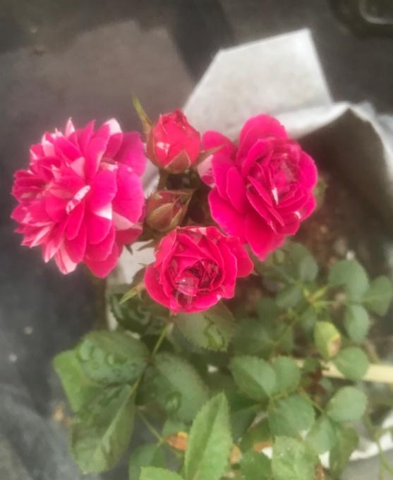 对于月季花病害,代森锰锌主要是预防没什么治疗效果,世高是治疗,混了打