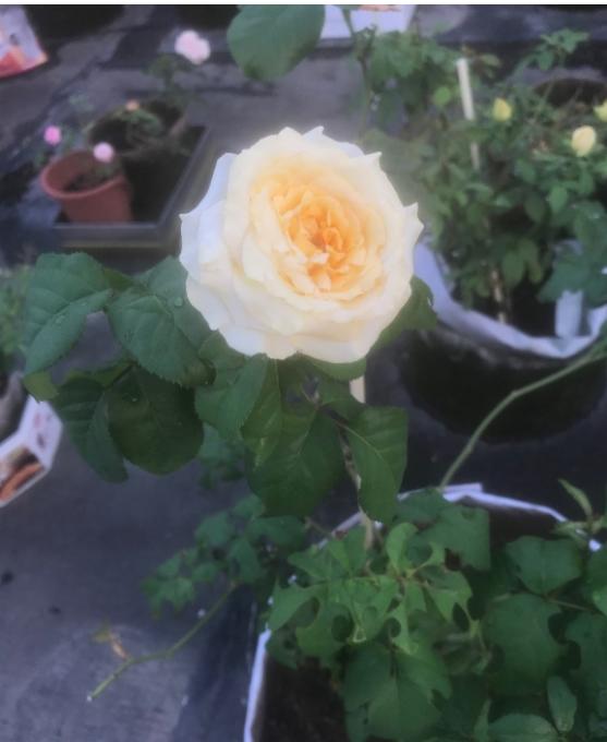 对于月季花病害,代森锰锌主要是预防没什么治疗效果,世高是治疗,混了打