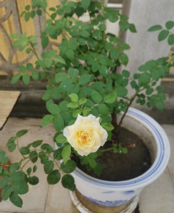 对于月季花病害,代森锰锌主要是预防没什么治疗效果,世高是治疗,混了打