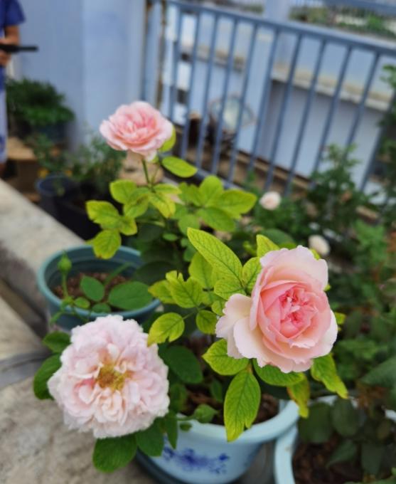 对于月季花病害,代森锰锌主要是预防没什么治疗效果,世高是治疗,混了打