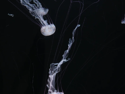 Singapore Oceanarium Celebrates World Jellyfish Day